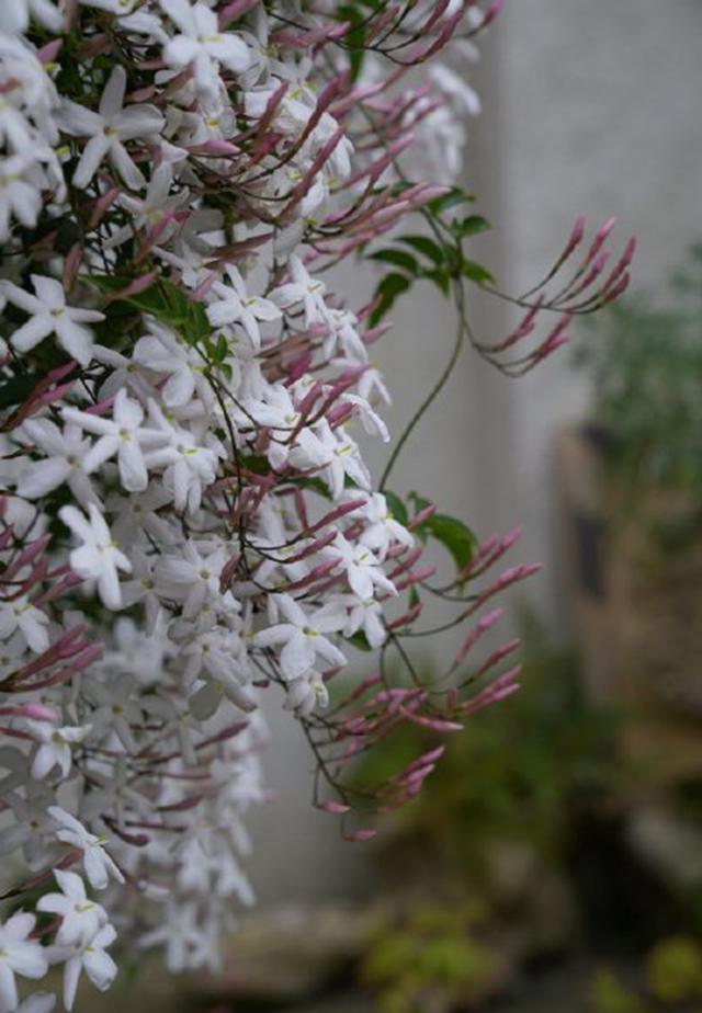 建议爱花人如果家里有条件养上这些爬藤花真心漂亮