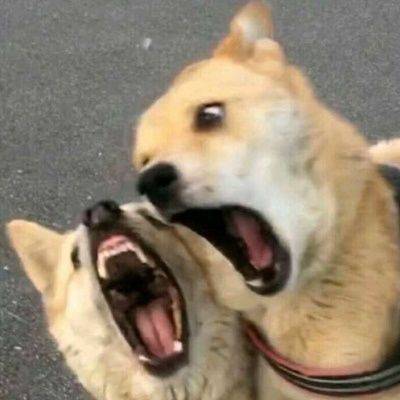 超可爱沙雕头像每天的快乐源泉