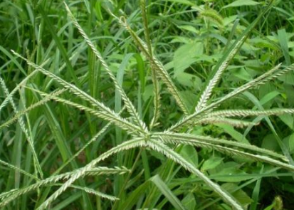 这牛草若长你家附近别不识货可煲汤做凉茶喝12元1斤