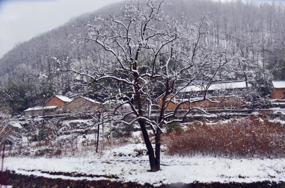 正月十五雪打燈河南的正月大雪讓洛陽這個景區再次進入仙境