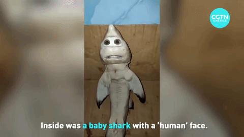 印尼一条鲨鱼竟然长着人脸这画风也过于猎奇了吧