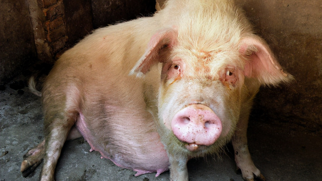 猪价粮价预警2月25日今天生猪价格玉米价格行情预测来了