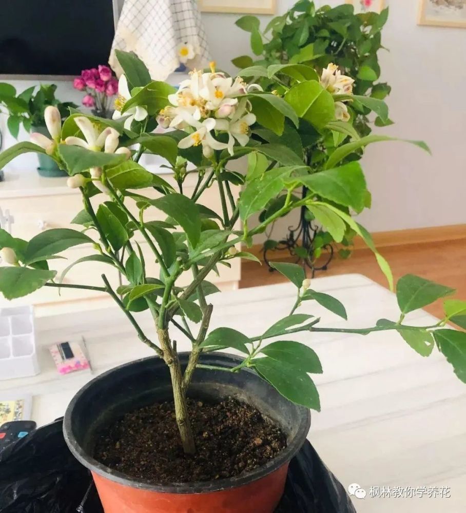 如何养好盆栽柠檬才能让它叶片不黄结果多