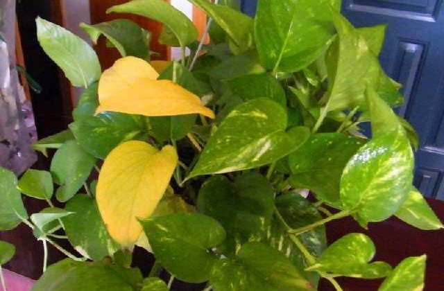 绿萝黄叶子是怎么回事