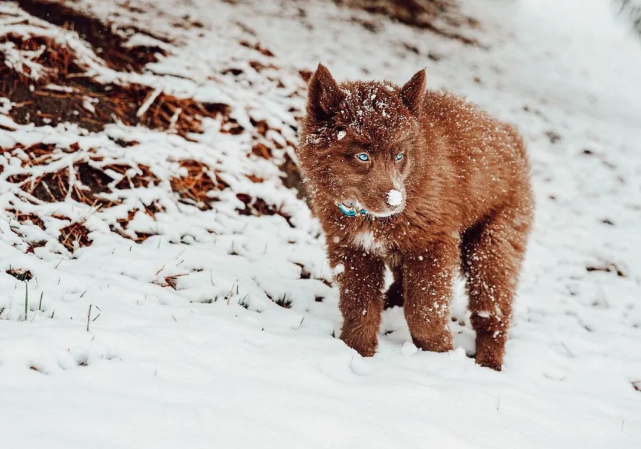 妹子买了只小狼崽一直被质疑是狗兽医看后没见过的品种