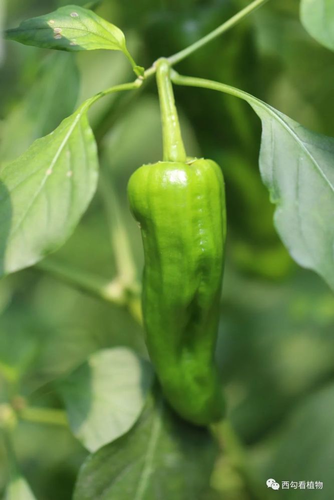 辣椒capsicumannuum