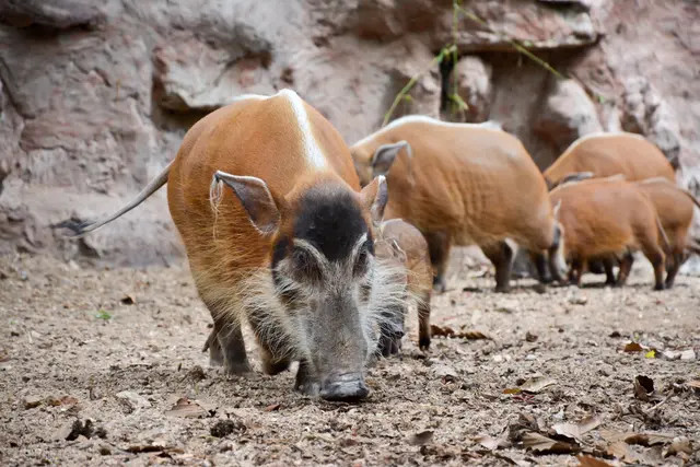 红河猪就是一个例子,红河猪的数量一直受到它们的天