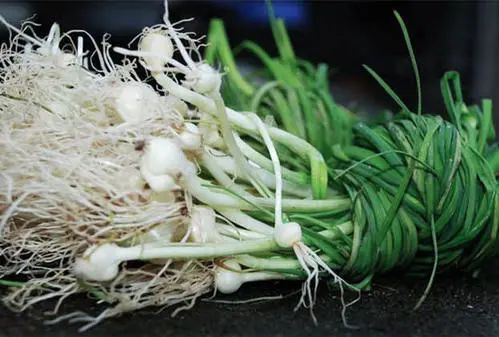 野菜|春天随处可见的5种野菜，每种都是黄金补药！还能吃二十几天，千万别错过！