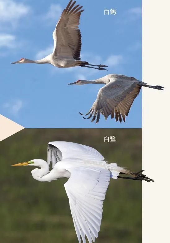 白鹭与白鹤的区别图片
