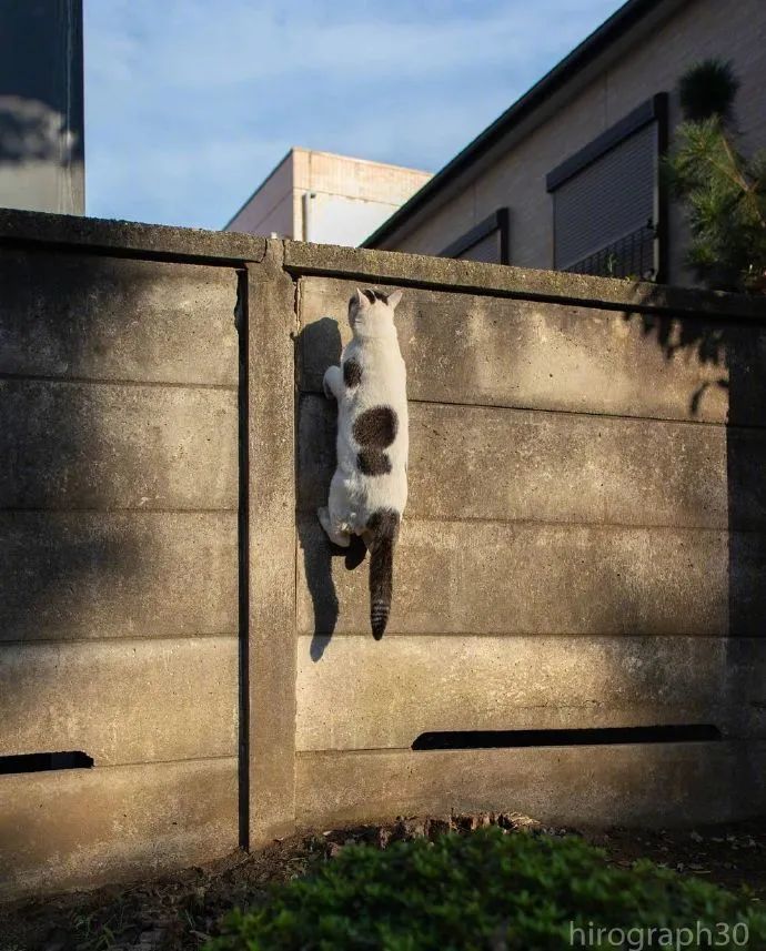 那些在爬墙的猫咪蜘蛛喵吗