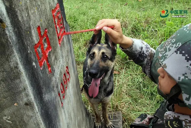 加勒万河谷里奋力向前的我军军犬原来如此彪悍