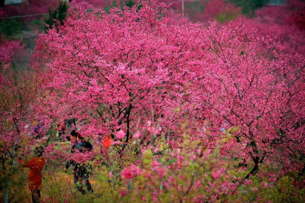 喜大普奔|百峰岭景区上央视啦!_腾讯新闻