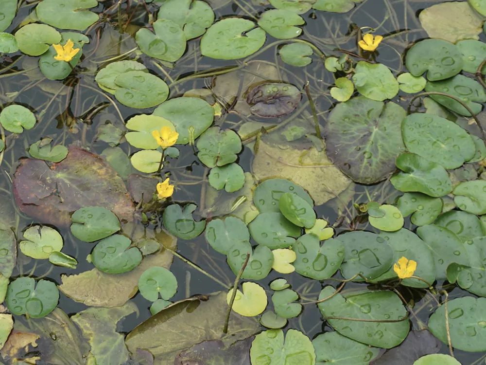 若在河里见到这种"荷叶",请你重视起来,价值很高,别浪费了_腾讯新闻