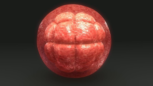 细胞|细胞间存在“秘密战争”？人造器官能否跨越这个难关？