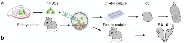 细胞|细胞间存在“秘密战争”？人造器官能否跨越这个难关？