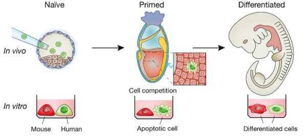 细胞|细胞间存在“秘密战争”？人造器官能否跨越这个难关？