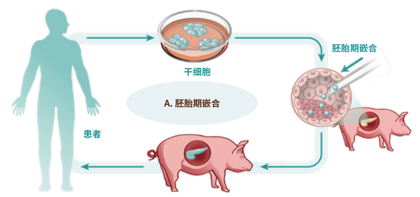 细胞|细胞间存在“秘密战争”？人造器官能否跨越这个难关？