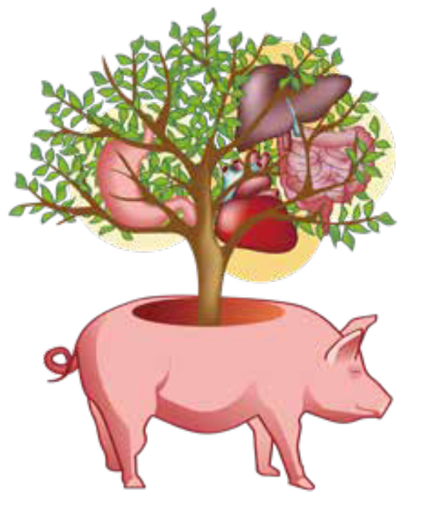 细胞|细胞间存在“秘密战争”？人造器官能否跨越这个难关？