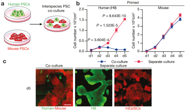 细胞|细胞间存在“秘密战争”？人造器官能否跨越这个难关？