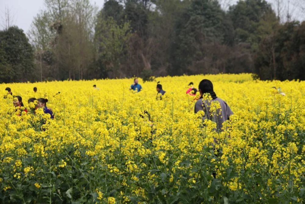 22的成都7个油菜花地点就近选择