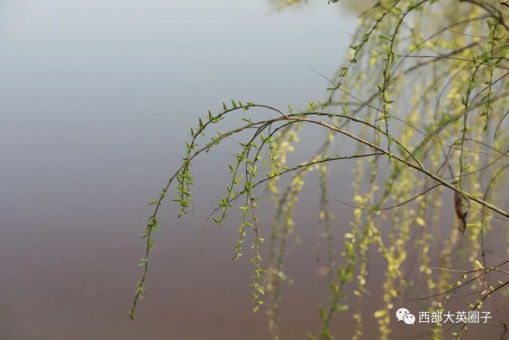 碧玉妆成一树高 万条垂下绿丝绦 你的春日好运正在派送 请保持心情