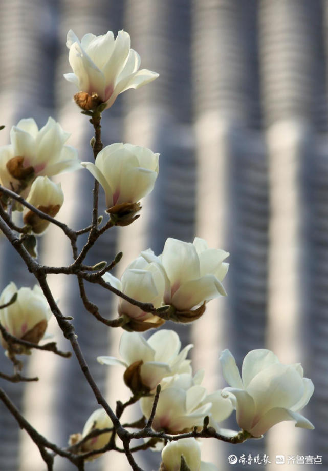情报站赏花时间到看济南趵突泉白玉兰花莹洁清丽优雅绽放啦