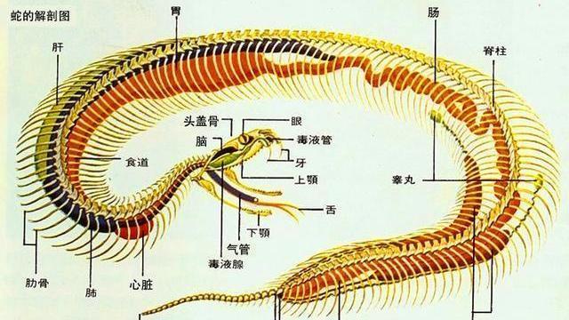 生态系统|如果遇到了蛇怎么办，打蛇，蛇真的会记仇报复人吗？