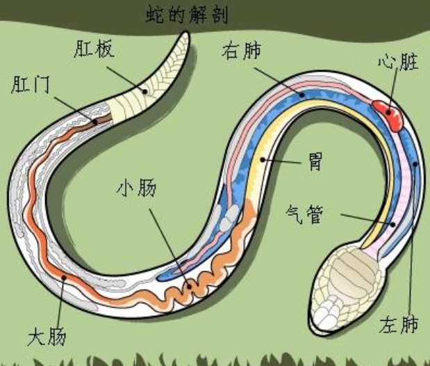 生态系统|如果遇到了蛇怎么办，打蛇，蛇真的会记仇报复人吗？