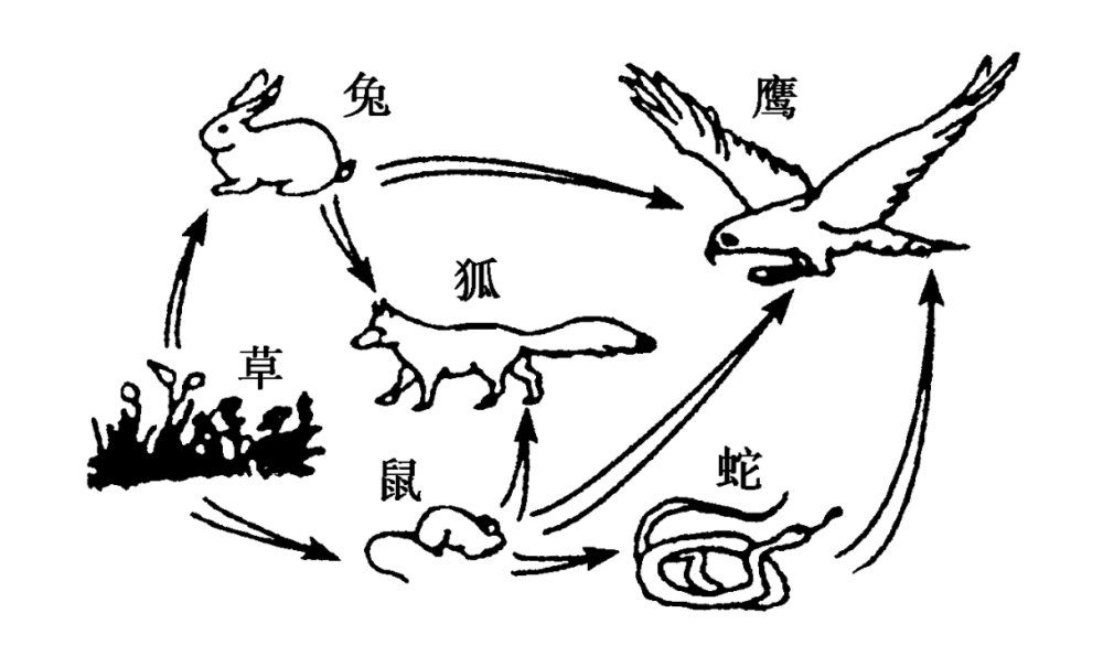 生态系统|如果遇到了蛇怎么办，打蛇，蛇真的会记仇报复人吗？