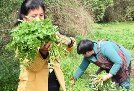 一种空心野菜 虽有臭味价值高 3月宁少吃一顿肉 也不可错过它 野菜 水芹 水田 野芹菜 蔬菜 空心菜