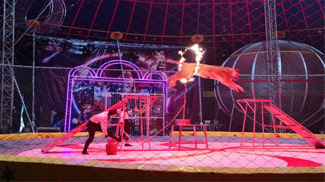 湖南女子生了只"小猴子",马戏团花重金购买,宝妈:她是我女儿_腾讯新闻