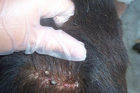 七八十年代虱子怎么来的?每个人身上都有么?后来又是怎么没的?