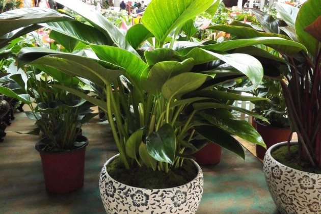 绿钻花叶子发黄怎么办