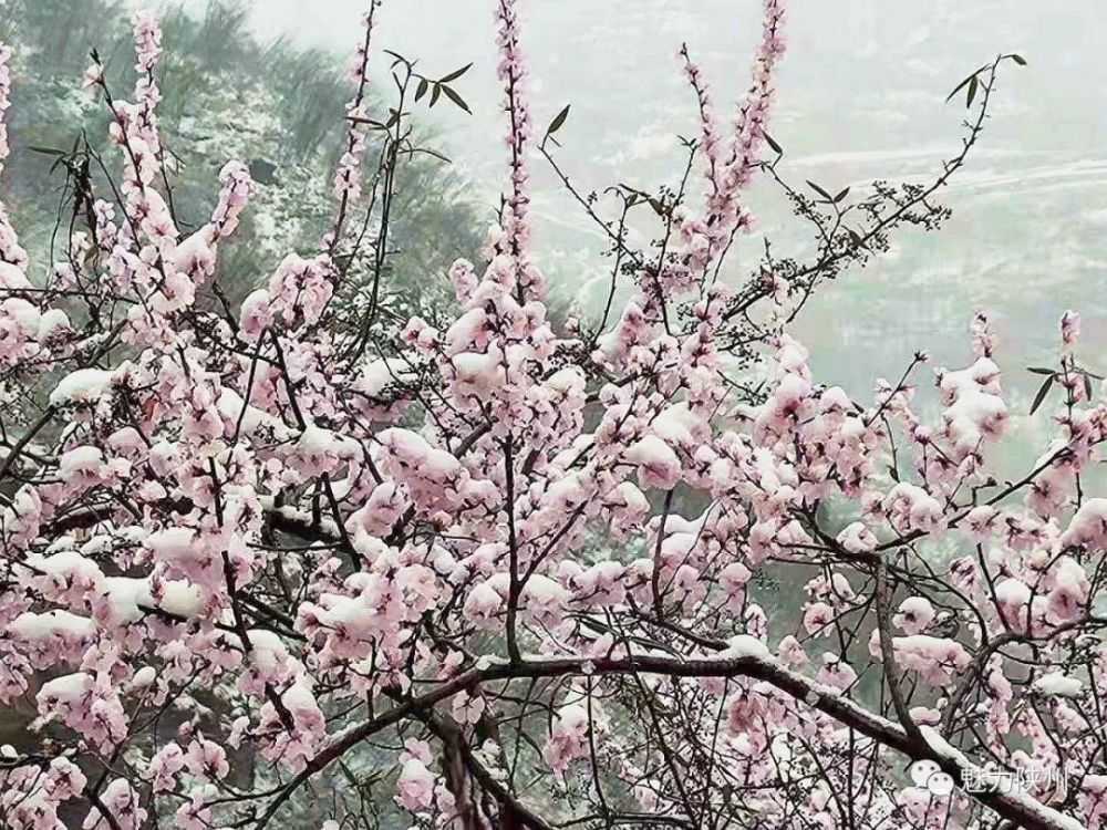 雪中看十里桃花 腾讯新闻