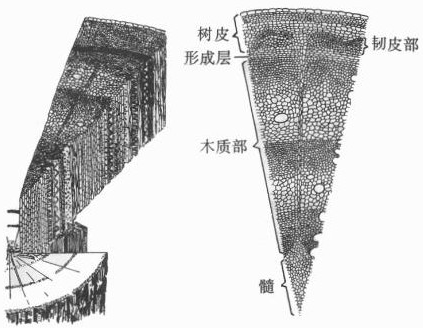 香蕉|香蕉是树还是草？许多人吃一辈子香蕉也不知道