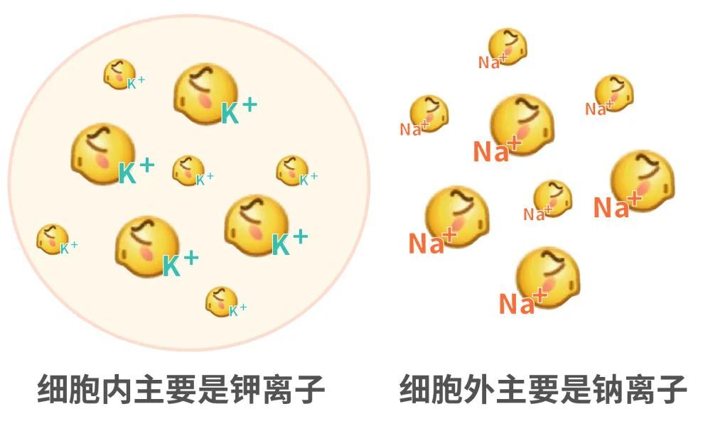 血压|血压高要多吃 1 种东西，很多人却不知道