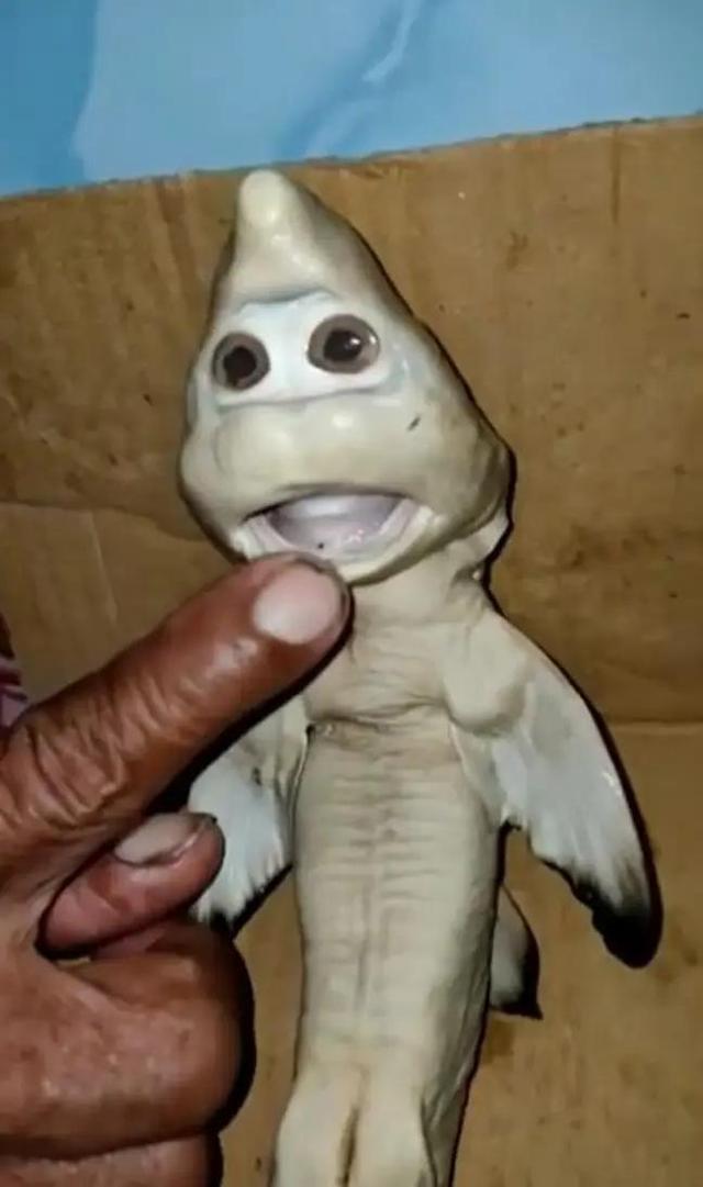 印度尼西亚一渔民捕捉到的幼鲨面部酷似人脸