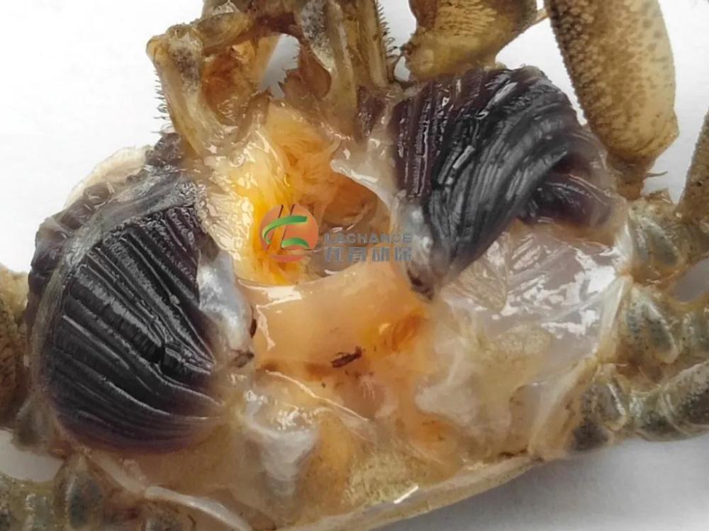 蟹苗|河蟹苗期成活率低，究竟是为何？