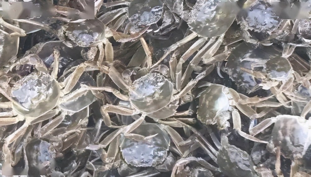 蟹苗|河蟹苗期成活率低，究竟是为何？
