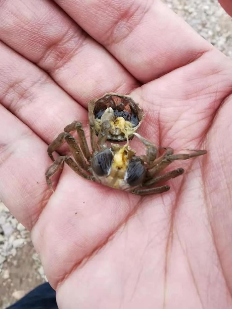 蟹苗|河蟹苗期成活率低，究竟是为何？