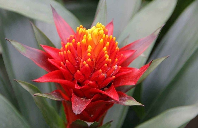 鸿运当头花怎么养(鸿运当头花怎么养才红)