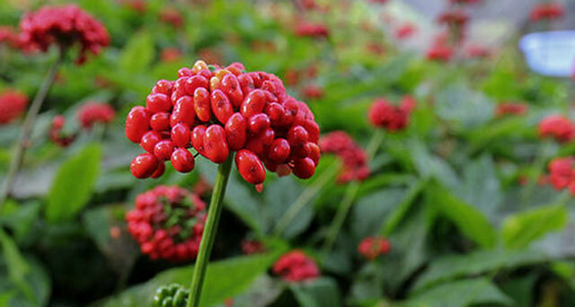 二,西洋参追施用的肥料西洋参是多年生的宿根植物,每年都需要进行追肥