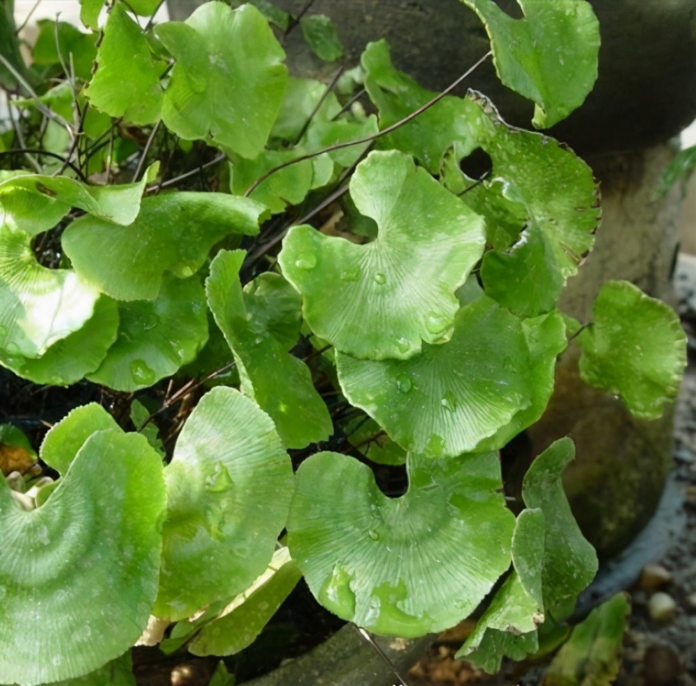 荷叶铁线蕨 图片来源:网络荷叶铁线蕨是三峡库区特有濒危植物,在世界