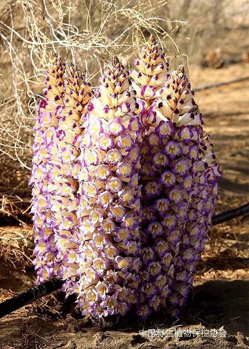 林草科普|中国药用植物-肉苁蓉_腾讯新闻