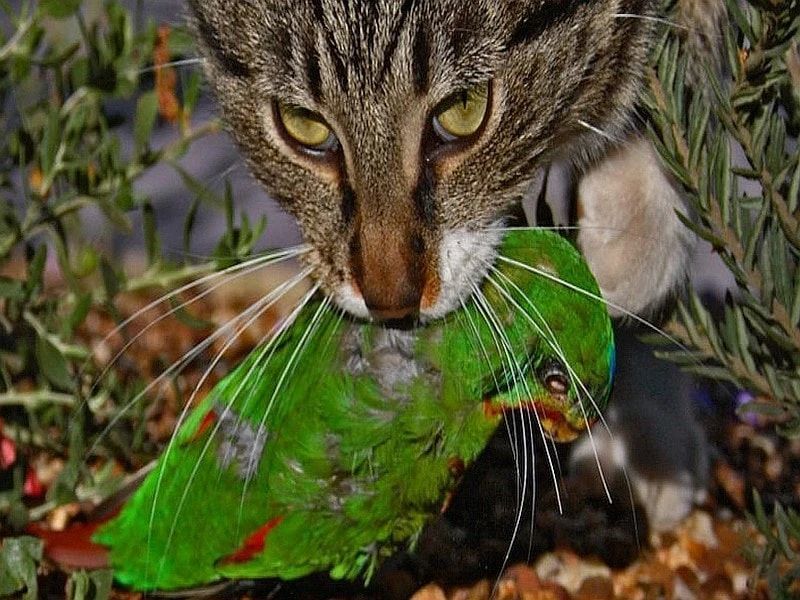 家猫|如何控制家猫捕食野生动物？科学家研究了355只猫，找到了好方法