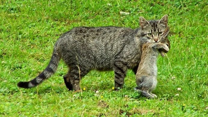 家猫|如何控制家猫捕食野生动物？科学家研究了355只猫，找到了好方法