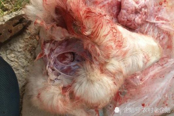 羊脑包虫病的防治方法|羊脑|包虫病|吡喹酮|羔羊