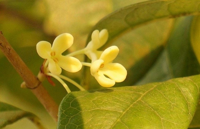 桂花葉子發黃怎麼辦桂花葉子變黃如何補救