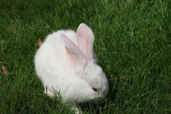 63年的"兔兔兔"到了58岁,晚年何去何从?一定花一分钟好好看看