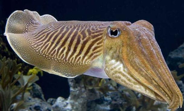 为什么许多人说乌贼是四维生物 它有何神奇之处 腾讯新闻